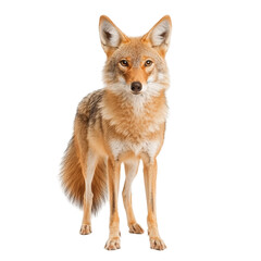 Fototapeta premium Coyote alert in nature reserve wildlife photography of animal behavior