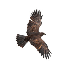 Obraz premium Majestic hawk in flight wilderness wildlife photography dynamic close-up