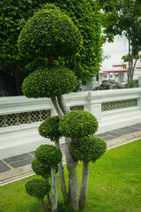 Pruned Bush in Temple Gardens - Horticultural Practice