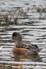 American wigeon (Mareca americana), also known as the baldpate
