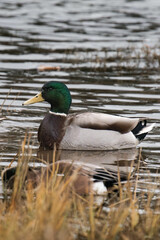 Obraz premium Mallard duck male swimming on a lake