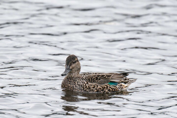 Eurasian teal (Anas crecca), common teal, or Eurasian green-winged teal on Vancouver Island, Canada