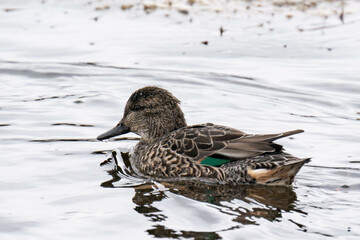 Eurasian teal (Anas crecca), common teal, or Eurasian green-winged teal on Vancouver Island, Canada