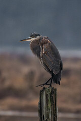 Great blue heron standing on a tree stump
