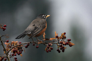 American robin (Turdus migratorius) close-up	