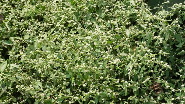 Alternanthera sessilis is an aquatic plant known by several common names, including Matikaduri in Assamese, ponnanganni, ponnaganti aaku, honnagone, mukunuwenna, sessile joyweed and dwarf copperleaf