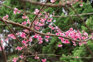 Background of pink color flower sakura blossom