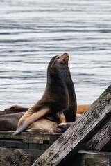 Sea lions relaxing on a wooden pier in British Columbia, Canada
