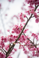 Background of pink color flower sakura blossom
