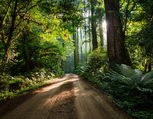 Obraz premium An overgrown dirt road in a dense forest, surrounded by towering trees and dappled sunlight