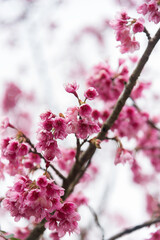 Background of pink color flower sakura blossom