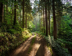 Fototapeta premium An overgrown dirt road in a dense forest, surrounded by towering trees and dappled sunlight