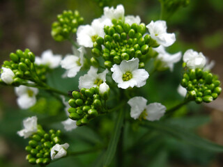 horseradish (Armoracia rusticana) blooms in spring