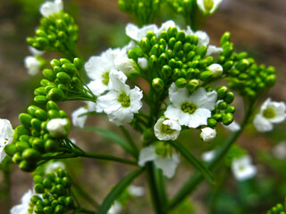 horseradish (Armoracia rusticana) blooms in spring