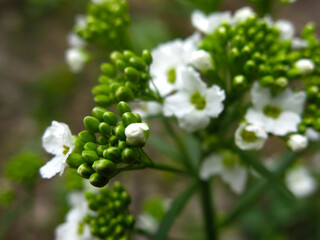 horseradish (Armoracia rusticana) blooms in spring