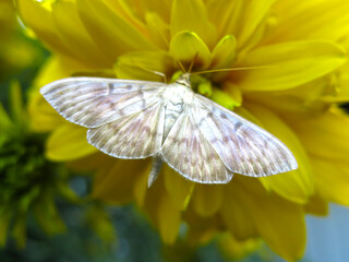 butterfly sits on a golden ball flower (Rudbeckia laciniata)