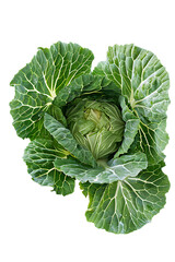 Fototapeta premium Vibrant green head of fresh cabbage with large crinkled outer leaves centered on a clean transparent background ready for cooking or marketing.