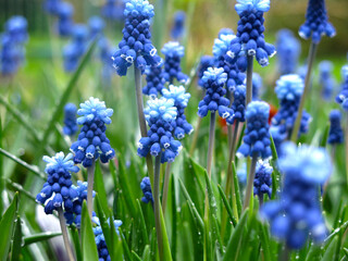 blue muscari flowers (Muscari botryoides) bloom in spring