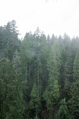 Capilano Suspension Bridge Park in North Vancouver, British Columbia, Canada, on a moody, rainy autumn day in november
