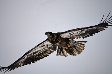 Juvenile Bald Eagle Flying By