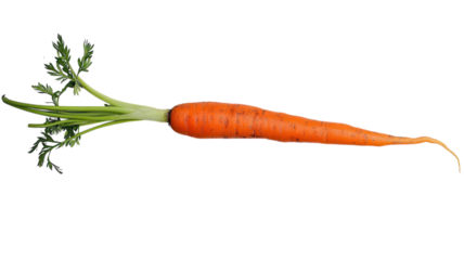 Fresh and Vibrant Orange Carrot with Lush Green Top Perfect for Culinary and Health-Focused Imagery.