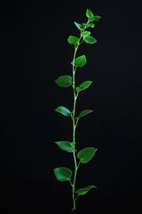 Fototapeta premium Green leafy plant in vase