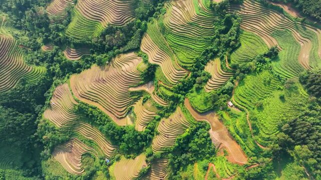 Aerial view of terraced rice fields in the deep valley of Lao Chai, Vietnam. Smooth flight over the valley. Curves, lines, ideal for agriculture and travel themes. 
