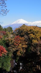 The autumn leaves are beautiful.