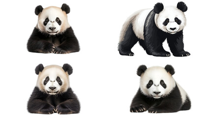 set of panda bears