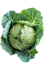 Obraz premium Fresh green cabbage vegetable with outer leaves intact, isolated on a crisp transparent background for food design.