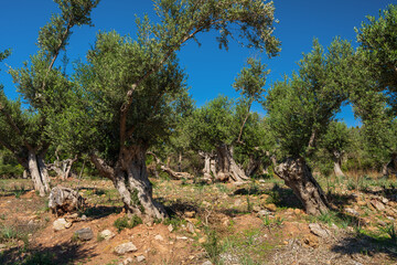 Old olive grove with knotty trunks. Dry ground under trees, clear blue sky above them. An atmosphere of silence and warmth. Mallorca, Majorca, Balearic Islands. Spain