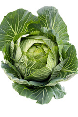 Obraz premium Fresh, vibrant green head of crisp cabbage vegetable presented clearly isolated against a clean transparent background for cooking.