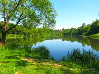 rural pond on a sunny summer day