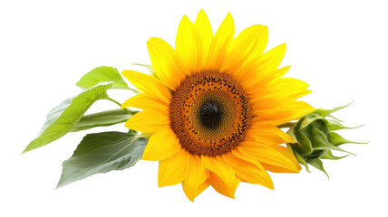 Fototapeta premium A Bright Yellow Sunflower with a Green Stem Emphasizing the Beauty of Nature – Perfect for Floral Designs and Inspiring Artwork.