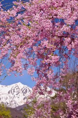 白馬村の春景色