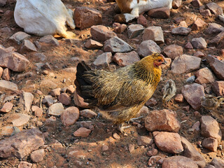 Mother hen scratching on rocky ground with chicks in a rural himba village in namibia, africa