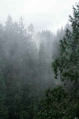 Capilano Suspension Bridge Park in North Vancouver, British Columbia, Canada, on a moody, rainy autumn day in november
