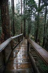 Fototapeta premium Capilano Suspension Bridge Park in North Vancouver, British Columbia, Canada, on a moody, rainy autumn day in november