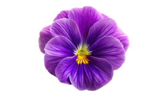 purple and yellow iris