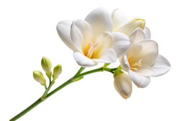 white flower isolated on white