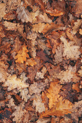 Brown oak tree leaves on the ground in autumn