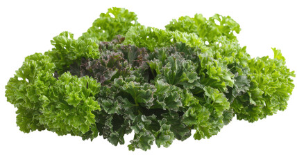 Obraz premium A Bunch of Fresh Curly Parsley Leaves Perfect for Culinary Use and Garnishing Dishes, Rich in Flavor and Nutrients.
