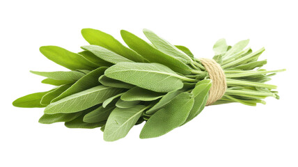 Fresh Sage Leaves Tied with String Suitable for Culinary Use and Herbal Remedies to Enhance Flavor and Aroma in Dishes.