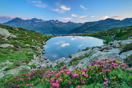 Alpenrose Images  Browse 4,019 Stock Photos, Vectors, and Video | Adobe  Stock