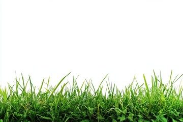 Obraz premium Lush Green Grass Blades Against a White Background