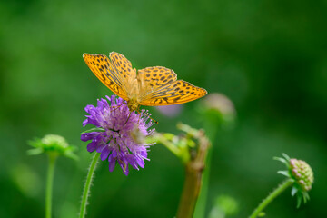Silver washed fritillary butterfly perching on flower