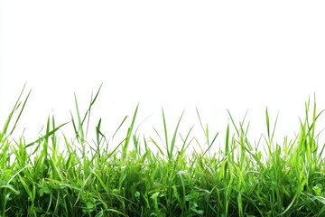 Obraz premium Lush Green Grass Blades Against a White Background