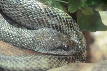 アオダイショウ