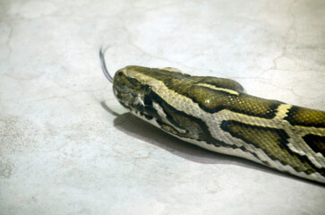 アオダイショウ