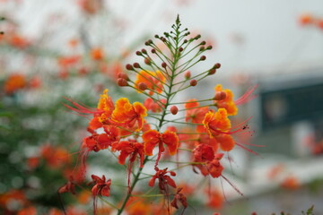 orange flowers in the garden